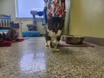 Domestic Short Hair Cats Available for Adoption in Auburn, Indiana - Sugar Daddy | PetCurious