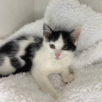 Isla -  Domestic Short Hair Cat for Adoption in Lexington, Kentucky - Isla | PetCurious