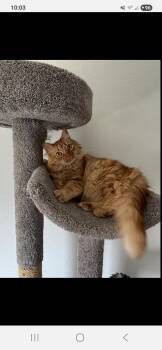 Rescue Maine Coon and Domestic Long Hair Cats for Adoption in Magnolia, Texas - Mandy | PetCurious