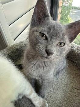 Milly -  American Shorthair and Russian Blue Cat for Adoption in Richardson, Texas - Milly | PetCurious
