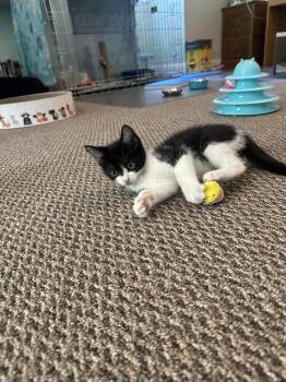 Domestic Short Hair Cats Available for Adoption in Rockaway, New Jersey - Batman KITTEN | PetCurious