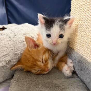 Habibi -  Domestic Short Hair Cat for Adoption in Ferndale, Michigan - Habibi | PetCurious