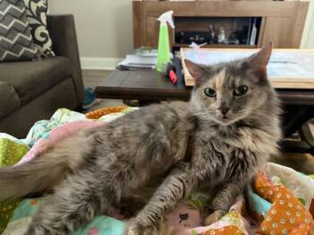 Lonny -  Dilute Tortoiseshell Cat for Adoption in Wilmington, North Carolina - Lonny | PetCurious