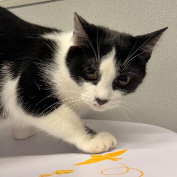Tootsie -  Domestic Short Hair Cat for Adoption in Tampa, Florida - Tootsie | PetCurious