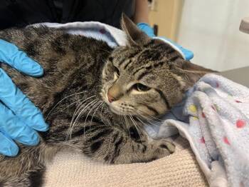 Domestic Short Hair Cats Available for Adoption - OLLIE | PetCurious