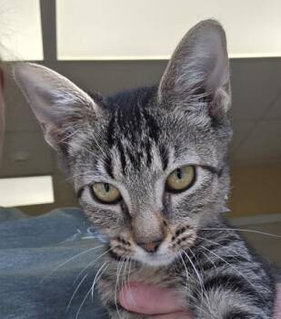 Lock - I AM AT PetSmart Framingham -  Domestic Short Hair Cat for Adoption in East Brookfield, Massachusetts - Lock - I AM AT PetSmart Framingham | PetCurious