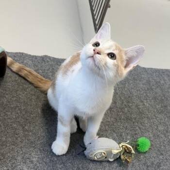 King -  Domestic Short Hair Cat for Adoption in Driggs, Idaho - King | PetCurious