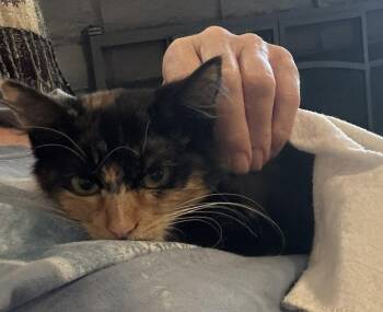bonnie -  Calico Cat for Adoption in San Jose, California - Bonnie | PetCurious
