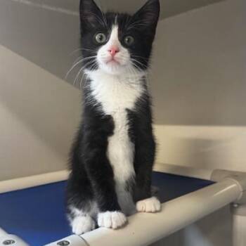 Bugsy, Cicada and Padiddle -  Domestic Short Hair Cat for Adoption in Hutchinson, Minnesota - Bugsy, Cicada And Padiddle | PetCurious