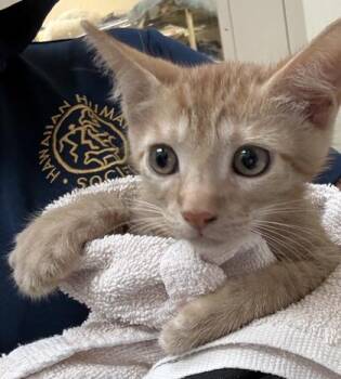 Poppy -  Domestic Short Hair Cat for Adoption in Honolulu, Hawaii - Poppy | PetCurious