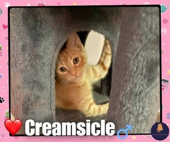 Creamsicle kitten -  Domestic Short Hair Cat for Adoption in Enfield, Connecticut - Creamsicle Kitten | PetCurious