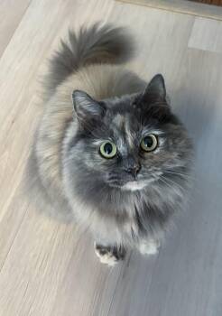 Emma -  Domestic Long Hair Cat for Adoption in Westfield, New Jersey - Emma | PetCurious