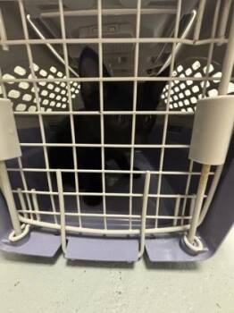 Virgo 894-26 -  Domestic Short Hair Cat for Adoption in Cumming, Georgia - Virgo 894-26 | PetCurious