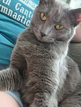 Smokey -  Domestic Short Hair Cat for Adoption in Massillon, Ohio - Smokey | PetCurious