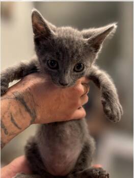Tobasco -  Russian Blue Cat for Adoption in San Diego, California - Tobasco | PetCurious
