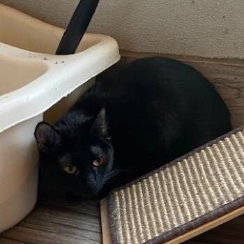 Chyna -  American Shorthair Cat for Adoption in West Des Moines, Iowa - Chyna | PetCurious
