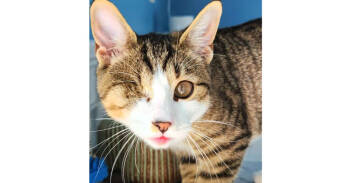 Rescue Domestic Short Hair Cats for Adoption in Harpers Ferry, West Virginia - Milly | PetCurious