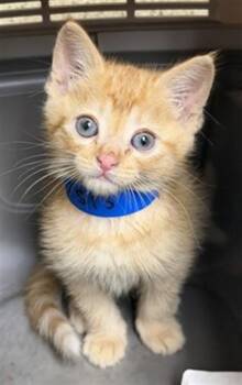 KIMCHI -  Domestic Short Hair Cat for Adoption in Riverside, California - KIMCHI | PetCurious