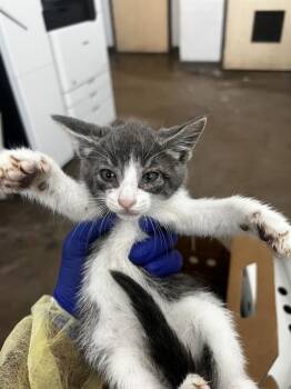 RUMMIE -  Domestic Medium Hair Cat for Adoption in Dallas, Texas - RUMMIE | PetCurious