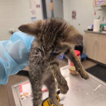Larxene -  Domestic Short Hair Cat for Adoption in Chattanooga, Tennessee - Larxene | PetCurious