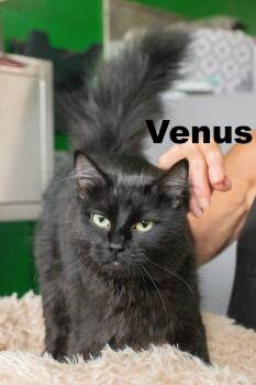 Venus -  Domestic Medium Hair Cat for Adoption in Macomb, Illinois - Venus | PetCurious