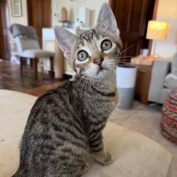 MIMI -  Domestic Short Hair Cat for Adoption in Kyle, Texas - MIMI | PetCurious