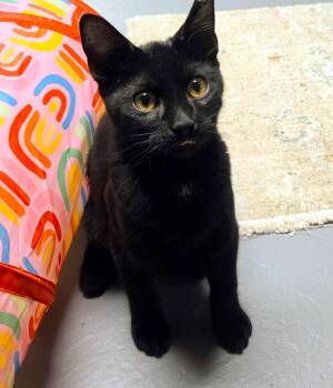 Johnny -  Domestic Short Hair Cat for Adoption in New Albany, Ohio - Johnny | PetCurious