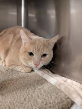 Dorito -  Domestic Medium Hair Cat Available for Adoption in Tucson, Arizona - Dorito | PetCurious