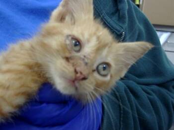 Rescue Domestic Short Hair Cats for Adoption in Dallas, Texas - RICK | PetCurious