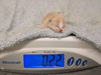 TUCKER -  Domestic Short Hair Cat for Adoption in Kent, Washington - TUCKER | PetCurious