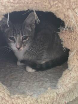 Rescue Tabby and American Shorthair Cats for Adoption in Hoboken, New Jersey - Bartholomew, Daisy And Friends | PetCurious