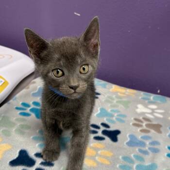 Domestic Short Hair Cats Available for Adoption in Englewood, Florida - Arron | PetCurious