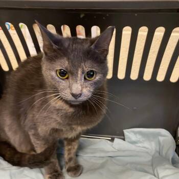 Domestic Short Hair Cats Available for Adoption in Memphis, Tennessee - Rayle | PetCurious