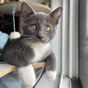 Fosse -  Domestic Short Hair Cat for Adoption in Richmond, Virginia - Fosse | PetCurious