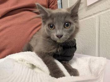 Calcifer -  Domestic Long Hair Cat for Adoption in Cincinnati, Ohio - Calcifer | PetCurious