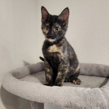 Rescue Domestic Short Hair Cats for Adoption in Houston, Texas - Cranberry | PetCurious