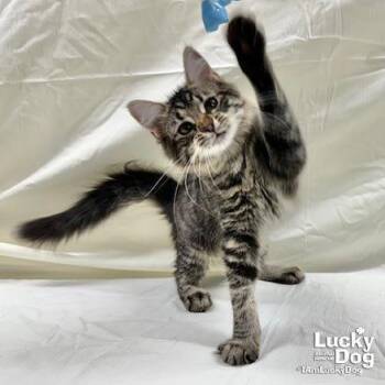 Jamie Lynn -  Domestic Long Hair Cat for Adoption in Washington, District Of Columbia - Jamie Lynn | PetCurious