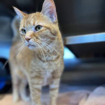 Sushi -  Domestic Short Hair Cat for Adoption in Bristol, Indiana - Sushi | PetCurious