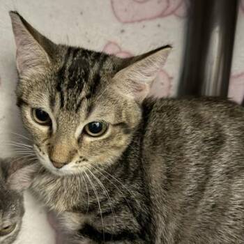 Dewey -  Domestic Short Hair Cat for Adoption in Las Vegas, Nevada - Dewey | PetCurious