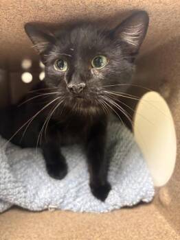 Domestic Short Hair Cats Available for Adoption in Santa Cruz, California - BUTTON* | PetCurious