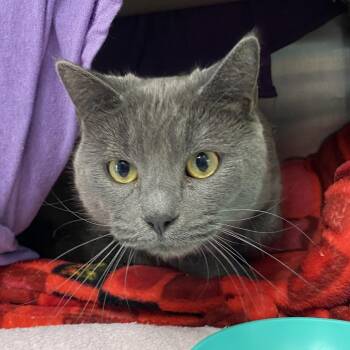 Domestic Short Hair Cats Available for Adoption in Walker, Michigan - Ozzie | PetCurious