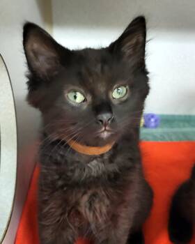 Bobby Brady -  Domestic Short Hair Cat for Adoption in Grayslake, Illinois - Bobby Brady | PetCurious