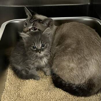 Angel -  Domestic Short Hair and Siamese Cat for Adoption in Las Vegas, Nevada - Angel | PetCurious