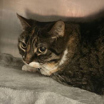 Kitty -  Domestic Medium Hair Cat for Adoption in Murray, Utah - Kitty | PetCurious