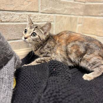 Hello Traveler -  Domestic Short Hair Cat for Adoption in Davenport, Iowa - Hello Traveler | PetCurious