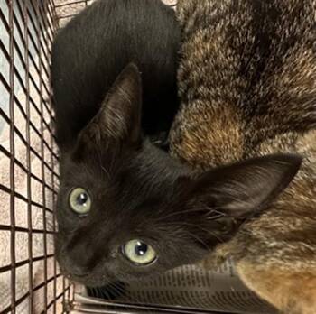 A2480929 -  Domestic Short Hair Cat for Adoption in Fort Lauderdale, Florida - A2480929 | PetCurious