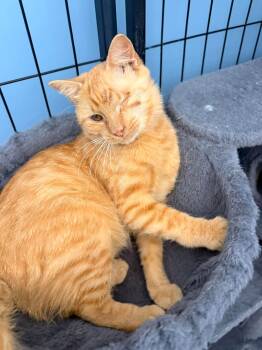 Rye -  Domestic Short Hair Cat for Adoption in Indianapolis, Indiana - Rye | PetCurious