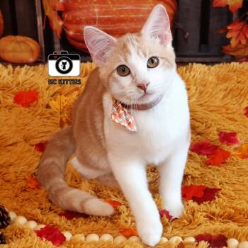 Rescue Domestic Short Hair Cats for Adoption in Fairway, Kansas - Simba | PetCurious