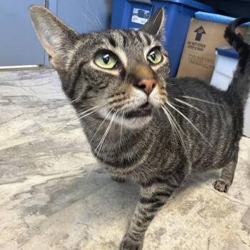 Bynx -  Domestic Short Hair Cat for Adoption in Summerlee, West Virginia - Bynx | PetCurious