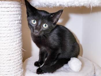 BUD -  Domestic Short Hair Cat for Adoption in Fort Lauderdale, Florida - BUD | PetCurious